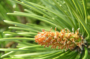 Evergreen needles and cone